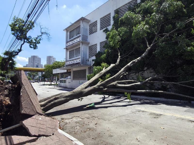 Queda de árvore próxima a avenida do Estado em São Paulo (SP) - Cris Faga/Folhapress
