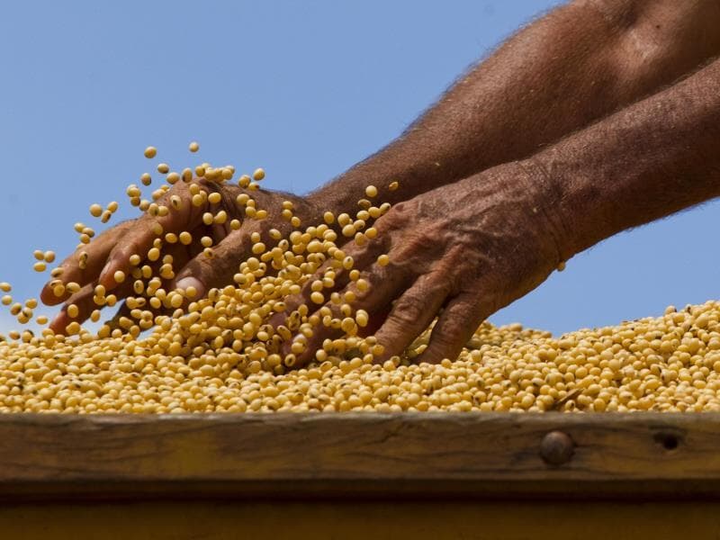 Detalhe das mãos de homem ao manipular grãos de soja durante a colheita do final da safra na fazenda Morro Azul (MT). - Marcelo Justo/Folhapress