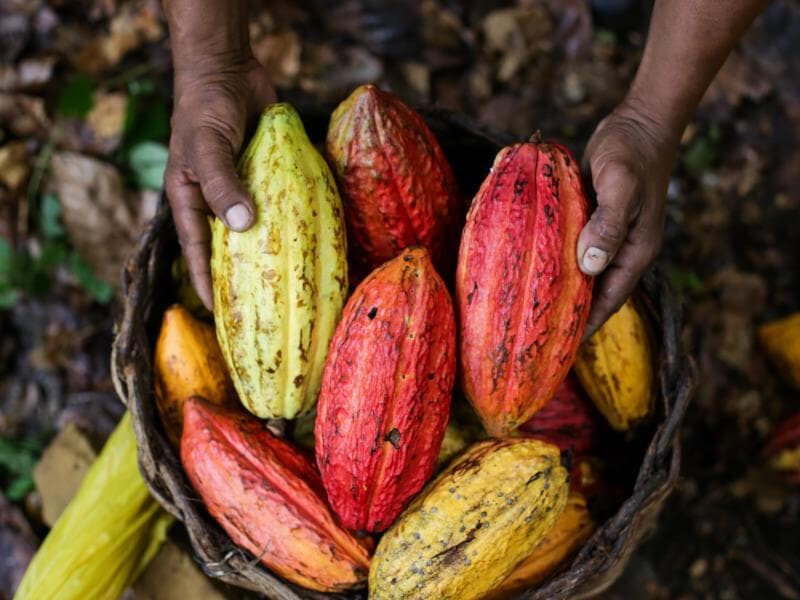 Medida foi integrada à Política Nacional de Incentivo à Produção de Cacau de Qualidade. - Raul Spinassé/Folhapress