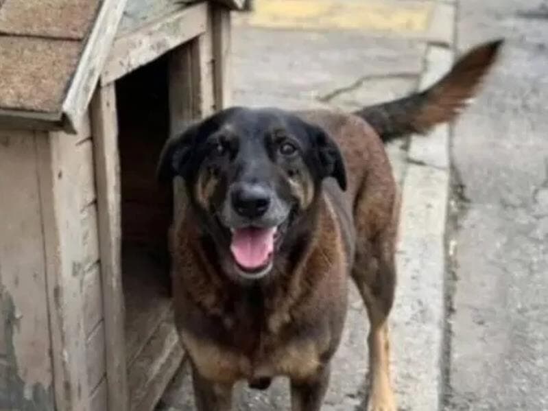 Suspeita é de que a agressão aconteceu a pauladas. - Reprodução