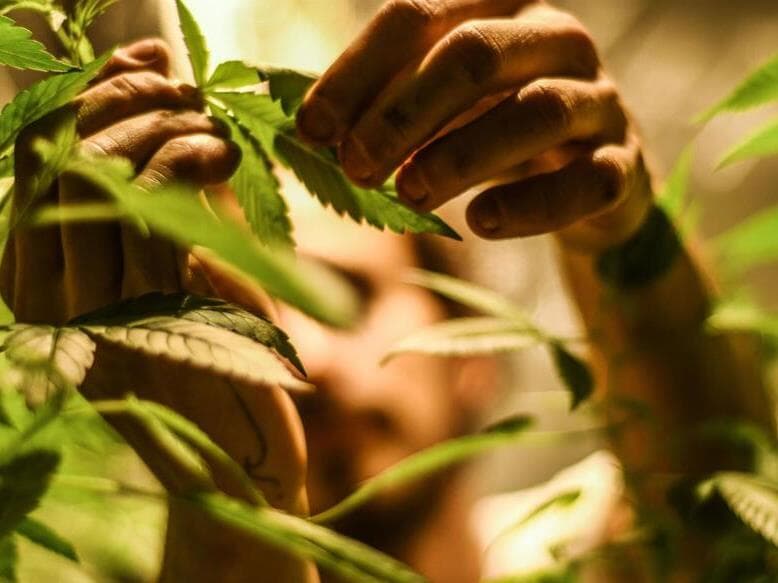 Norma autoriza novas vias de administração e amplia acesso a medicamentos com THC acima de 0,2%. - Karime Xavier/Folhapress