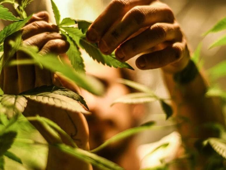 Norma autoriza novas vias de administração e amplia acesso a medicamentos com THC acima de 0,2%. - Karime Xavier/Folhapress