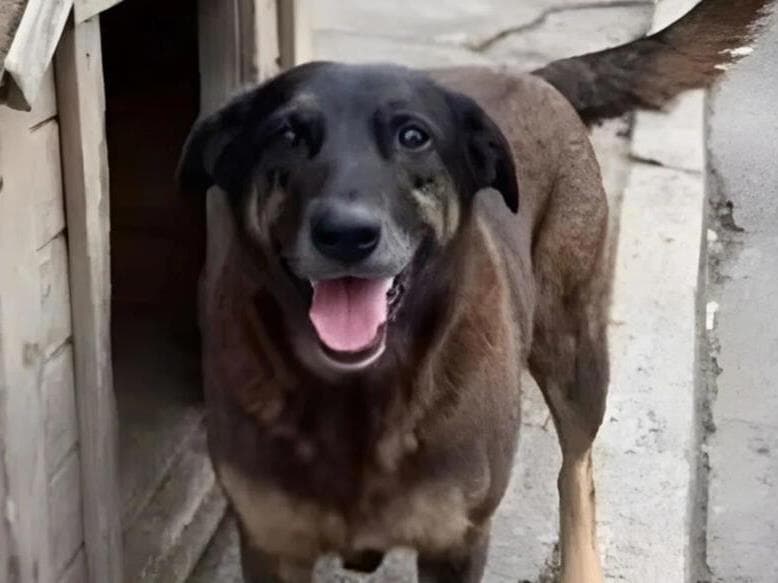 Cão Orelha vivia na Praia Brava, em Florianópolis, há mais de dez anos e era cuidado coletivamente por moradores e comerciantes da região. - Reprodução/X