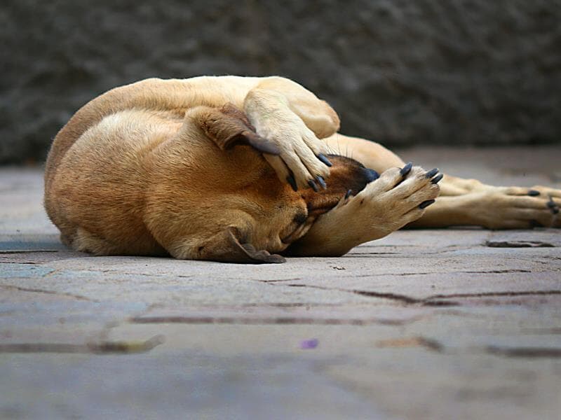 Discussão ganhou ainda mais relevância após episódios recentes de violência contra cães. - Fernando Christo/Folhapress