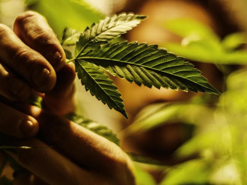 Regra exige rastreabilidade por lote e análise do teor de THC em cada cultivo. - Karime Xavier/Folhapress