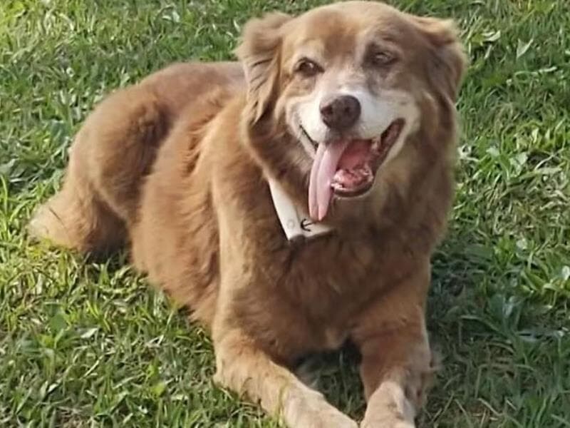 Cachorro conhecido como "Coveiro Bob". - Reprodução/Redes Sociais