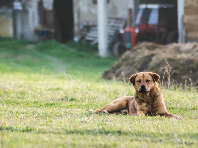 Proposta em análise busca responsabilizar locatários por abandono de cães e gatos. - Freepik
