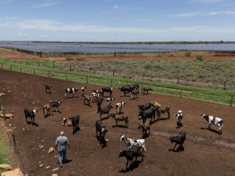 Pecuária cede espaço para o maior parque de geração de energia solar da América do Sul. Na fotografia, é possível ver o rebanho pastando perto das instalações solares, refletindo a integração da agricultura com as fontes de energia renovável.  - Eduardo Anizelli/Folhapress