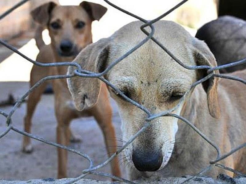 O projeto do deputado Marcos Tavares será analisado em caráter conclusivo. - Pollyanna Maliniak/ALMG