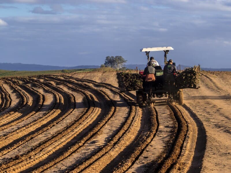 Agropecuária cresceu 11% e foi o principal motor da economia brasileira em 2025, de acordo com o IBGE. - Alf Ribeiro/Fotoarena/Folhapress