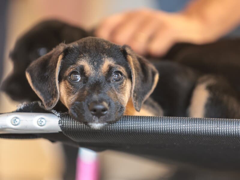 A iniciativa busca ampliar acesso a tratamentos e reduzir abandono de animais. - Paulo Pinto/Agência Brasil