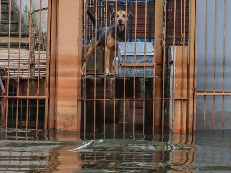 Pela nova lei, animais resgatados em desastres devem receber atendimento veterinário imediato e identificação para devolução. - Rafa Neddermeyer/Agência Brasil