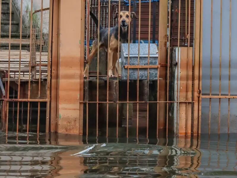 Pela nova lei, animais resgatados em desastres devem receber atendimento veterinário imediato e identificação para devolução. - Rafa Neddermeyer/Agência Brasil