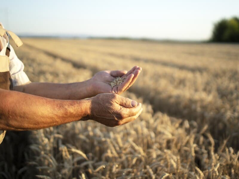 Texto proíbe venda casada em concessão de créditos rurais. - Freepik