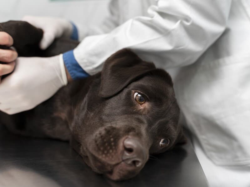 Projeto prevê atendimento prioritário para animais de rua. - Freepik