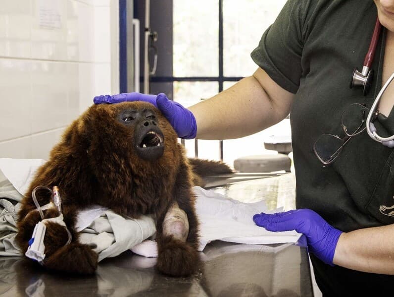 Segundo o projeto, a prova funcionaria com um "OAB da medicina veterinária". - Eduardo Knapp/Folhapress