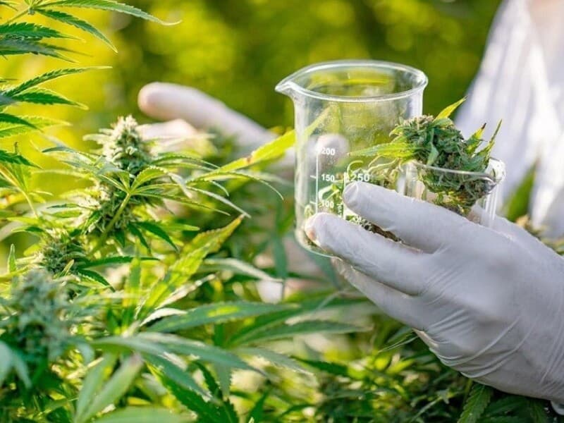 Nova regulamentação da Anvisa permite exportação de produtos à base de cannabis. - Getty Images