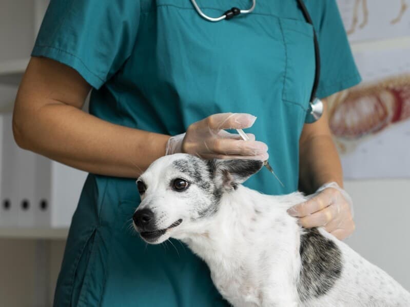 Projeto concede porte de arma a veterinários. - Magnific