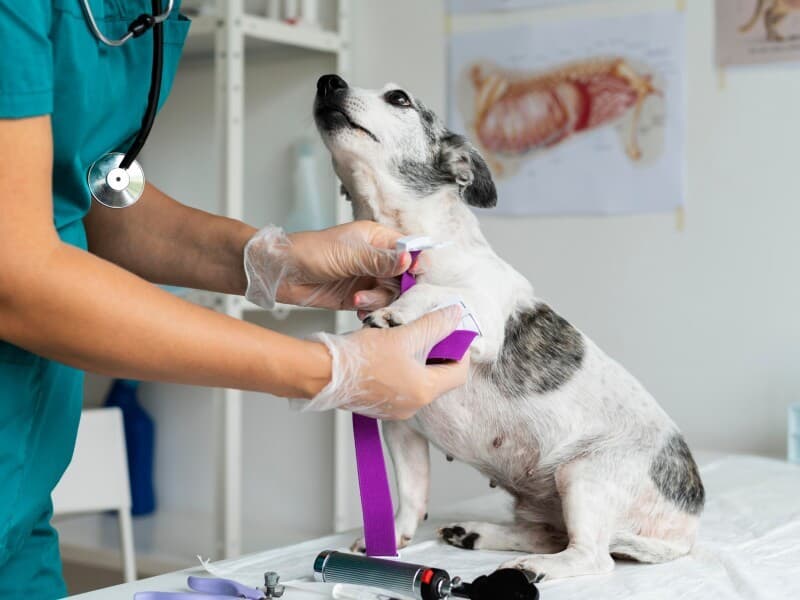 A proposta permite que empresas custeiem atendimento veterinário sem impacto salarial. - Magnific