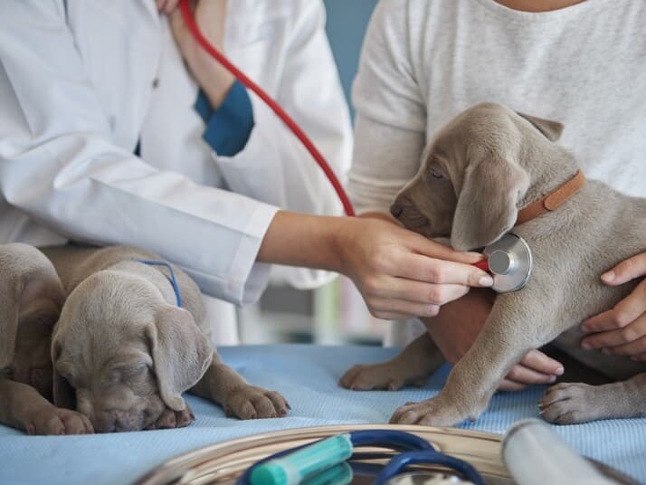 Proposta busca reconhecer riscos enfrentados por profissionais da saúde animal. - Magnific