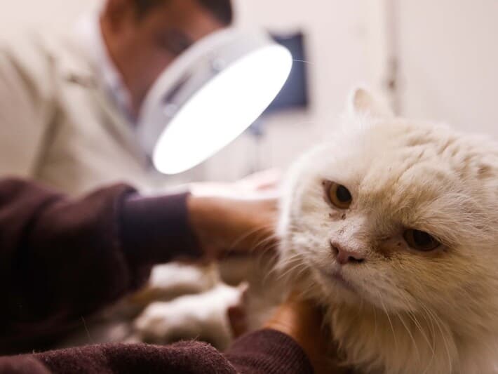 A partir desta segunda-feira, quem for flagrado exercendo a medicina veterinária poderá pegar até dois anos de prisão. - Danilo Verpa/Folhapress