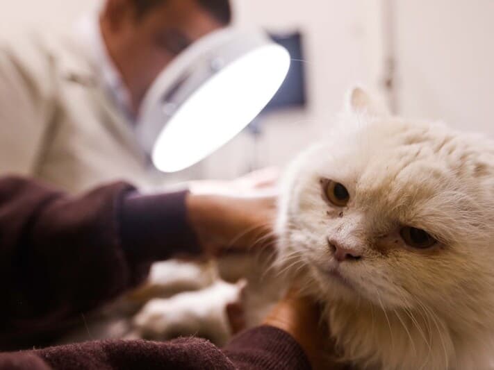 A partir desta segunda-feira, quem for flagrado exercendo a medicina veterinária poderá pegar até dois anos de prisão. - Danilo Verpa/Folhapress