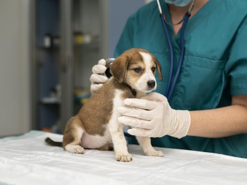 Proposta estabelece piso salarial para veterinários e zootecnistas. - Magnific