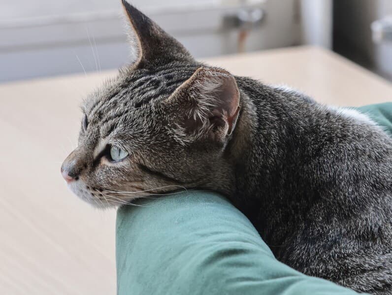 Câmara recebe projeto sobre castração de cães e gatos. - Paulo Pinto/Agência Brasil