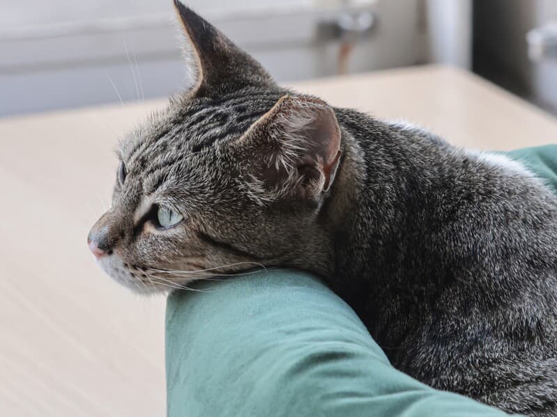 Câmara recebe projeto sobre castração de cães e gatos. - Paulo Pinto/Agência Brasil