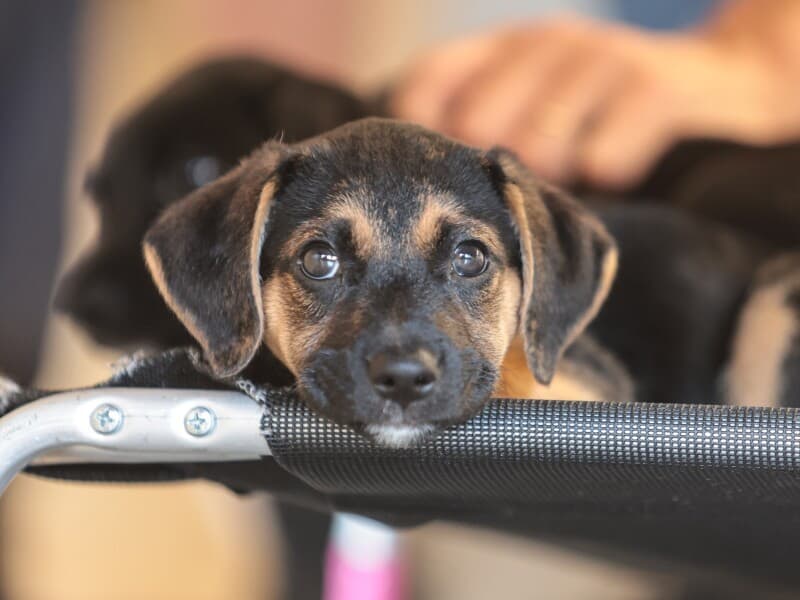 Projeto de lei para promoção do respeito aos animais.  - Paulo Pinto/Agência Brasil