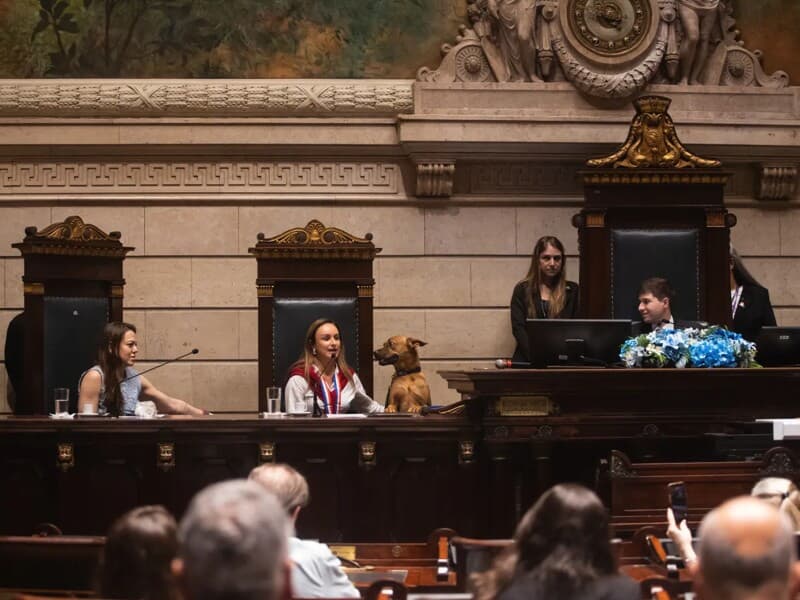 O cão Leão participou da mesa de honra da Câmara do Rio ao lado de autoridades, veterinários e de sua tutora. - Divulgação / Flávio Valle O cão Leão participou da mesa de honra da Câmara do Rio ao lado de autoridades, veterinários e de sua tutora. - Divulgação / Flávio Valle