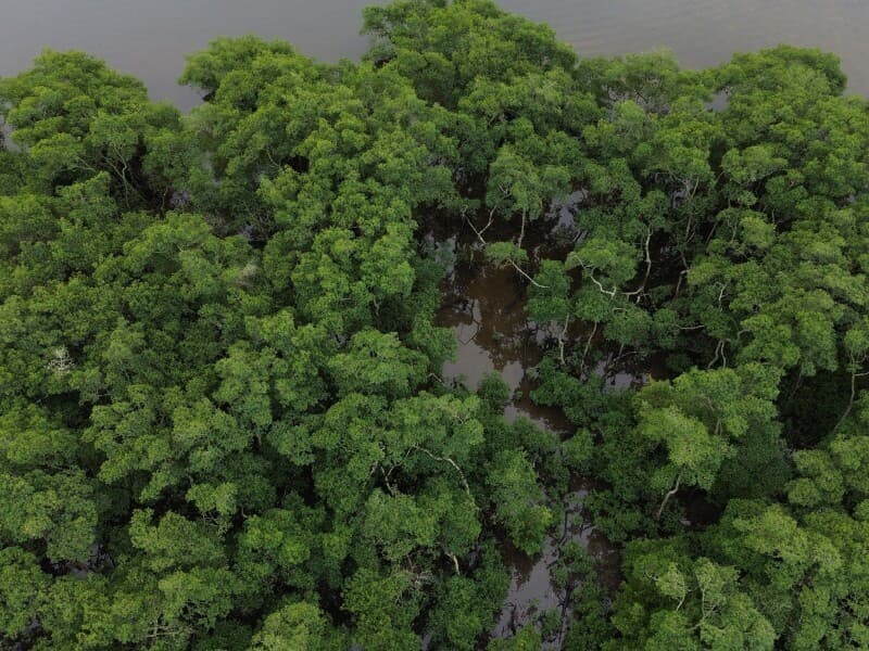 Projeto regulamenta profissão de técnico em meio ambiente. - Fernando Frazão/Agência Brasil