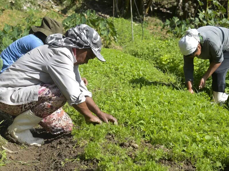 Mudanças propostas atingem agricultores familiares que dependem da produção para a própria subsistência. - Tomaz Silva/Agência Brasil