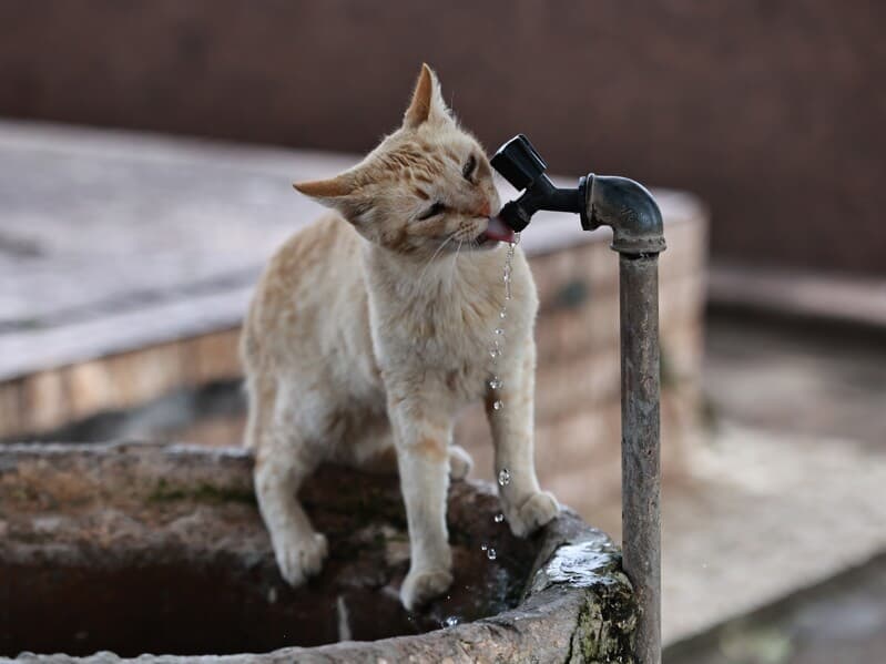 Estima-se que o Brasil tenha a terceira maior população de pets em todo o mundo, com 160 milhões de animais de estimação. - Leandro Ferreira /Fotoarena/Folhapress