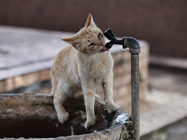 Estima-se que o Brasil tenha a terceira maior população de pets em todo o mundo, com 160 milhões de animais de estimação. - Leandro Ferreira /Fotoarena/Folhapress