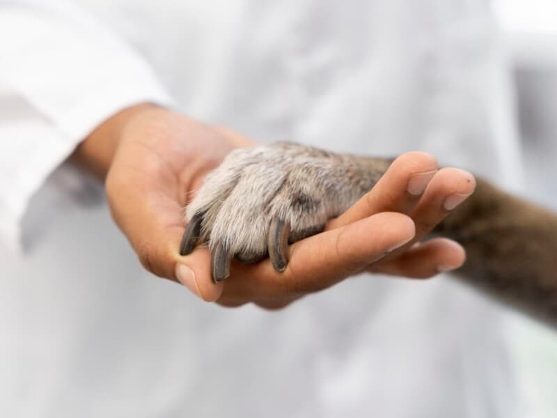 Se aprovado, benefício exigirá comprovação da necessidade de cuidados por médico veterinário.  - Magnific