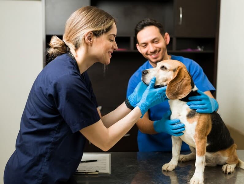 Texto cria modalidade específica de contratação para facilitar a entrada de veterinários no mercado. - Magnific