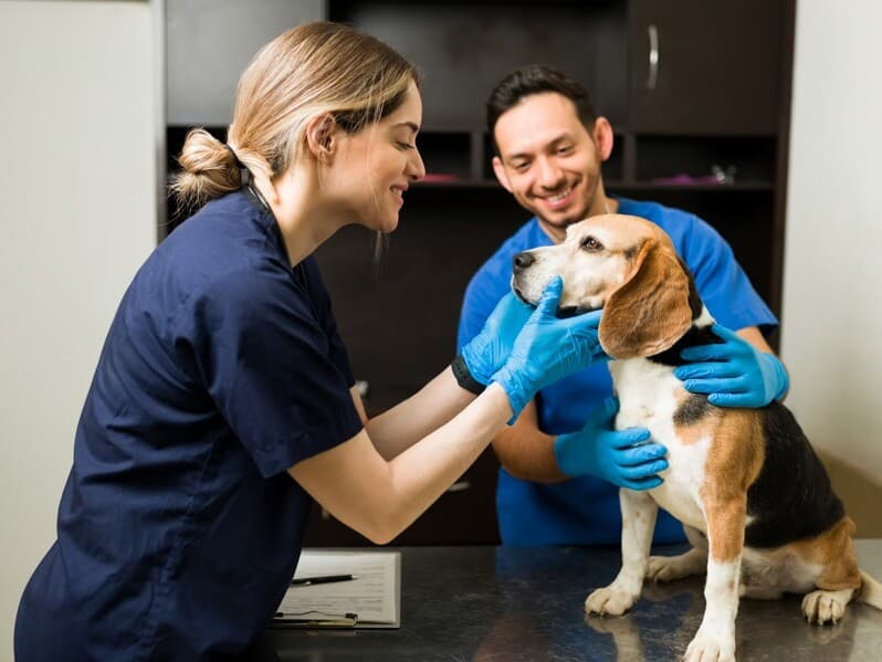 Texto cria modalidade específica de contratação para facilitar a entrada de veterinários no mercado. - Magnific Texto cria modalidade específica de contratação para facilitar a entrada de veterinários no mercado. - Magnific