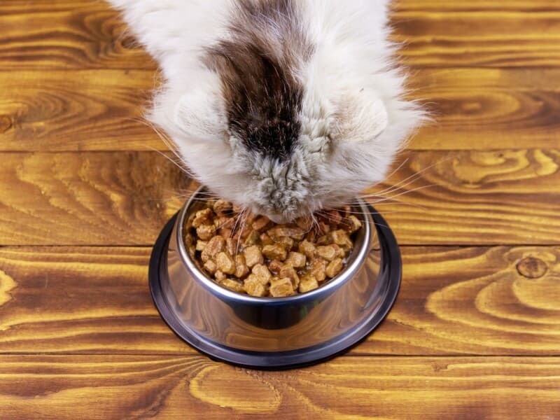 Impostos sobre ração para cães e gatos podem cair 60%. - Magnific