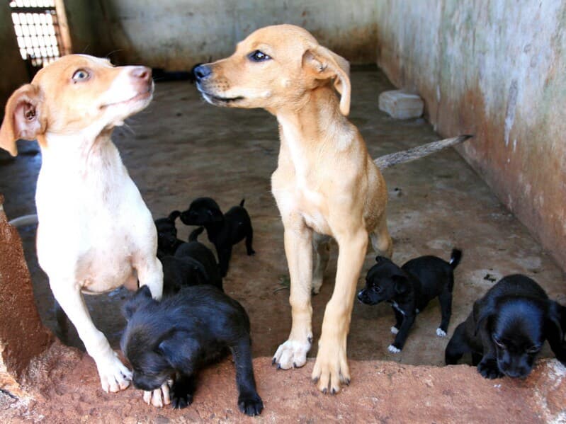 Projeto amplia prioridade de esterilização para cães e gatos vulneráveis. -  Edson Silva/Folhapress, 1005, REGIONAIS