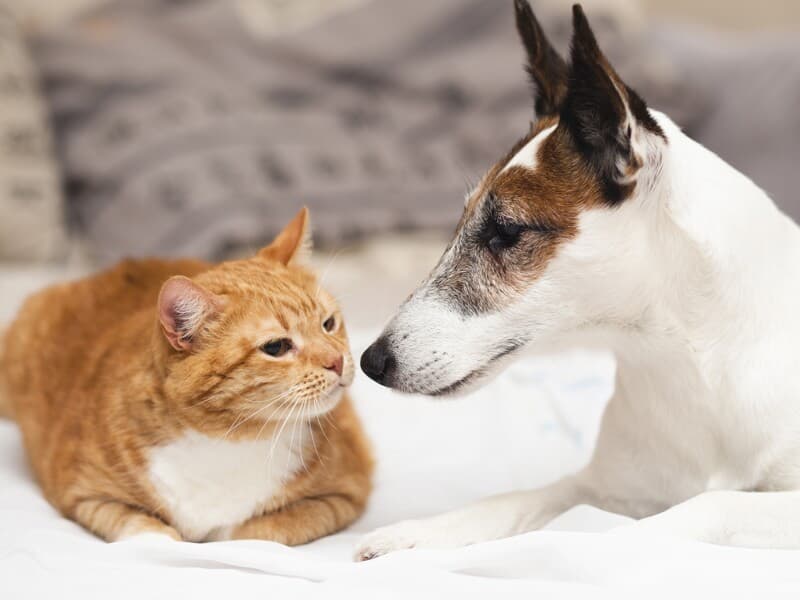 Projeto cria regras para rastrear origem de cães e gatos. - Magnific