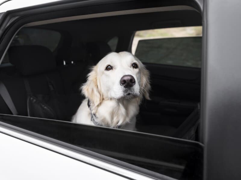 Projeto estabelece regras para turismo pet friendly. - Magnific