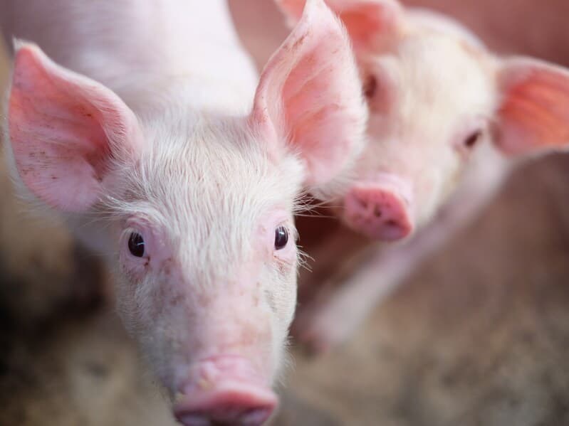 Projeto veta uso de animais vivos como prêmio em rifas e sorteios. - Magnific