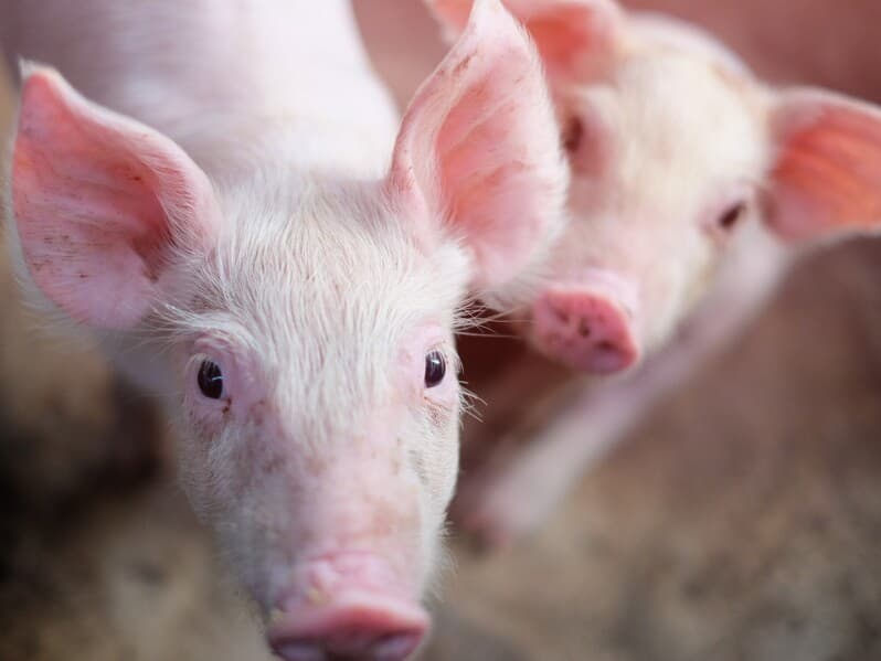 Projeto veta uso de animais vivos como prêmio em rifas e sorteios. - Magnific