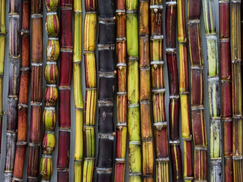 Câmara libera R$ 270 milhões para produtores de cana do Nordeste. - Zanone Fraissat/Folhapress